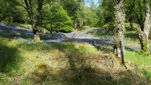 Bluebells