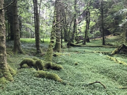 Glencoe Lochan woods