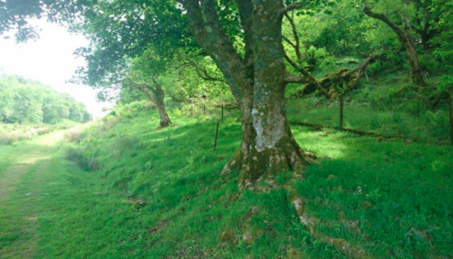 Ruaris distinctive tree