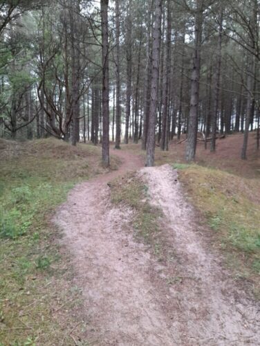 Fantastic running through the forested sand dunes