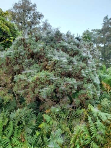 Spider's webs in the gorse...of course